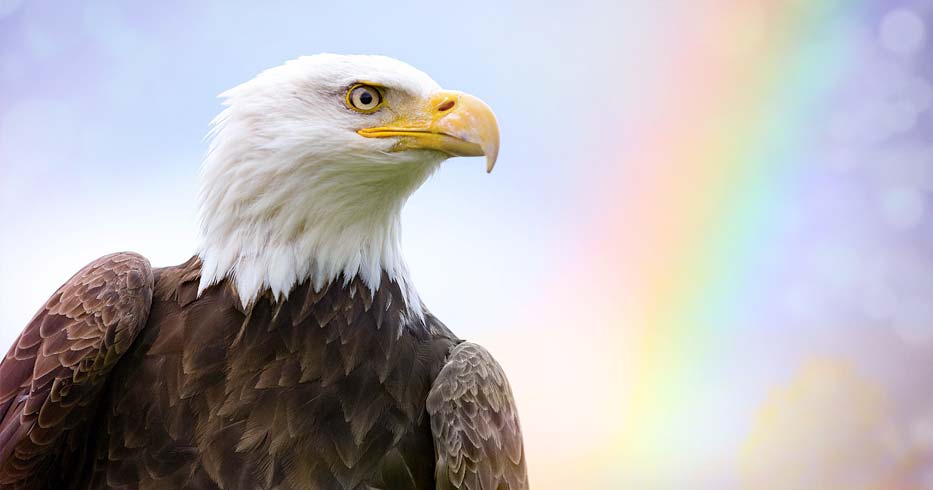 Animal Totem Aigle : Atteignez de Nouveaux Sommets !