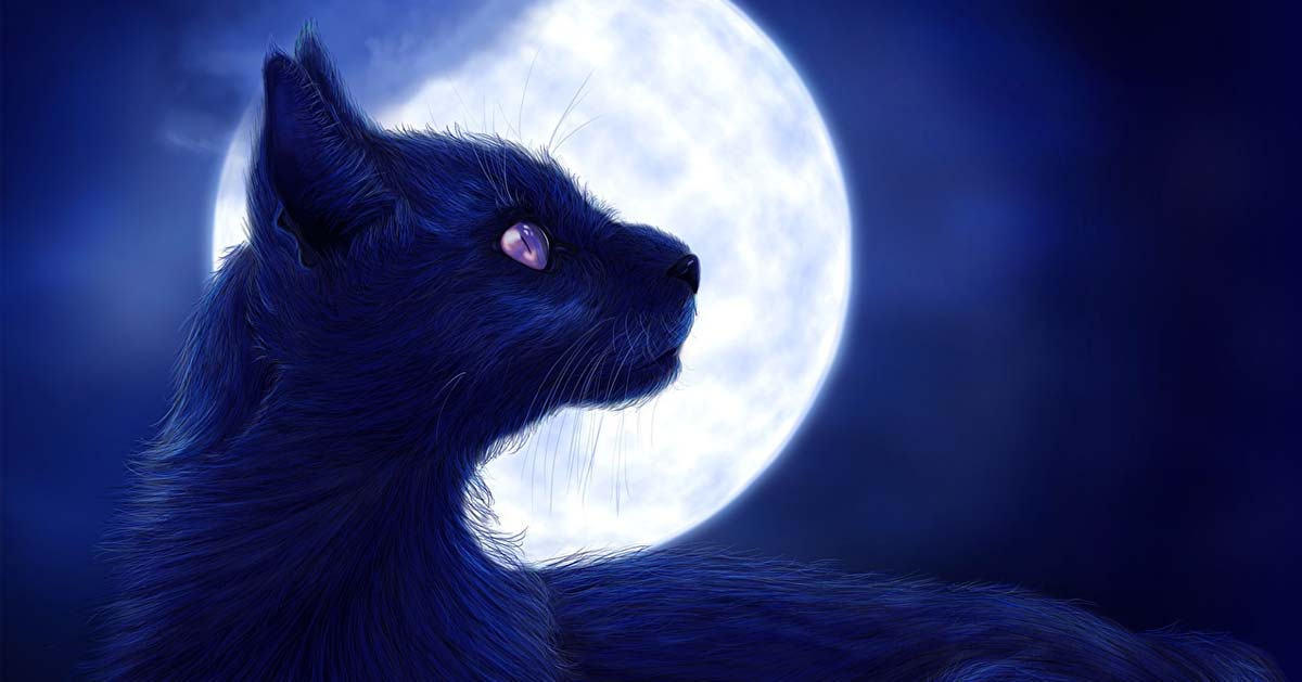 Animal Totem Chat : Dans l'Ombre et la Lumière...