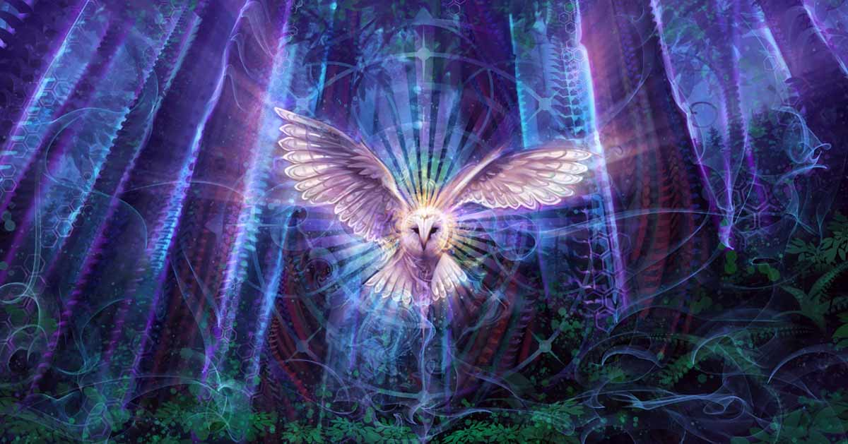 Animal Totem Chouette : De nombreux Secrets à Révéler...