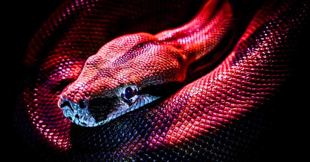 Animal Totem Serpent : Affrontez votre Dualité