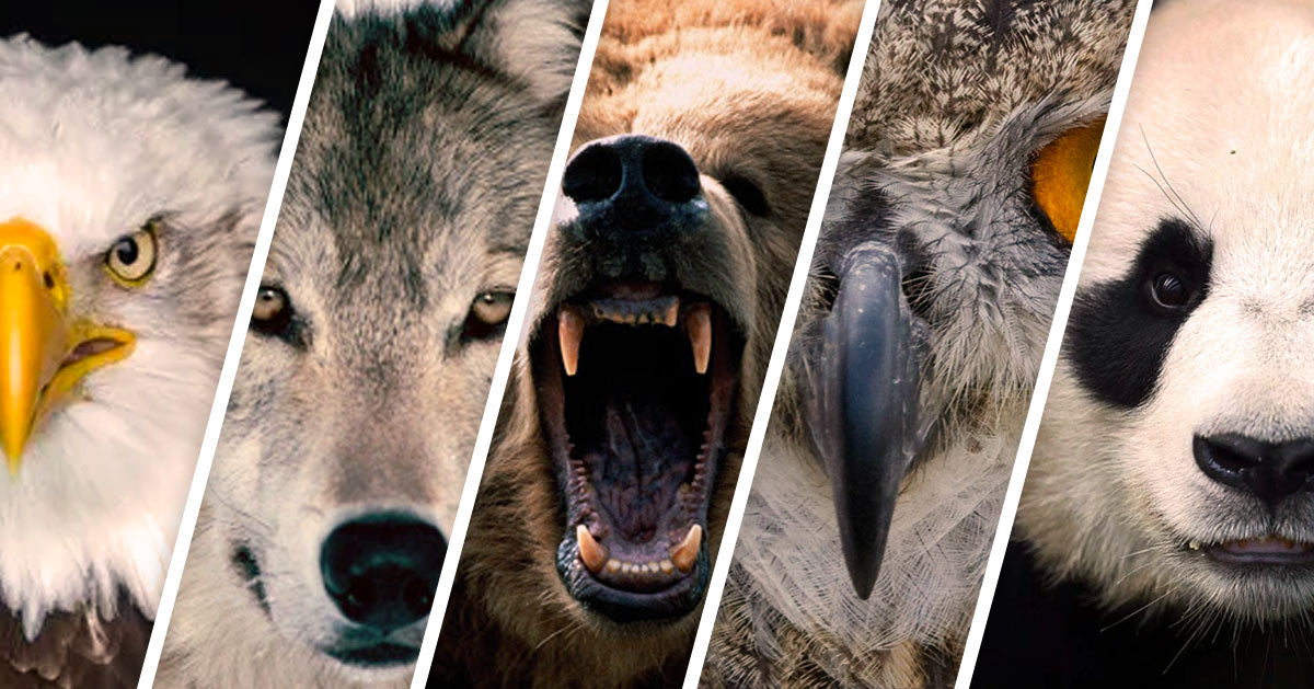 Comment Rencontrer mon Animal Totem ?